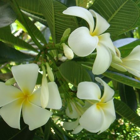 Baan Kuasakul Resort Mae Nam Beach Eksteriør billede